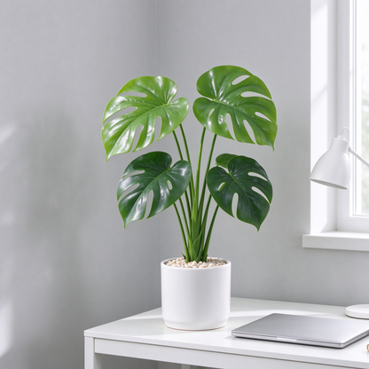Umělá rostlina monstera v bílém keramickém květináči – realistická, 50 cm